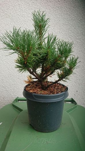 Pinus mugo