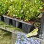 Summer Bedding, Trailing Plants Image 7