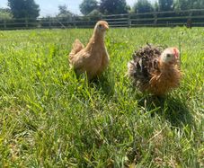 pekin pairs