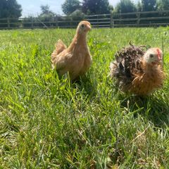 pekin pairs