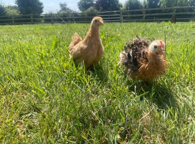 pekin pairs