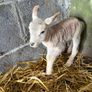 Ewe and 3 lambs Image 6