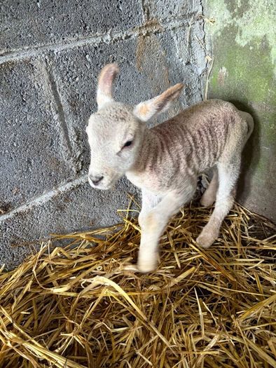 Ewe and 3 lambs