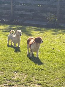 Dog minder