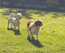 Dog minder