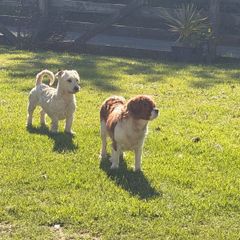 Dog minder