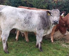 Livestock