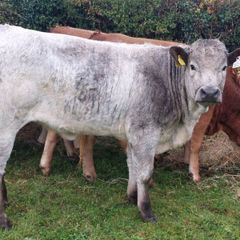 Livestock