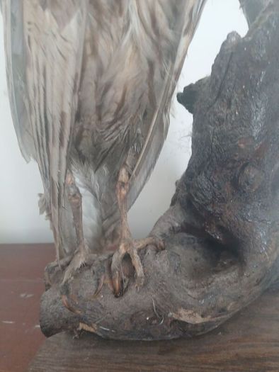 Antique Owl