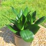 Sansevieria Hahnii in a grey pot Image 6