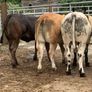 4 super bulling heifers Image 4