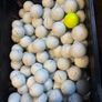 50 Titleist (Prov1) Golf Balls Image 2