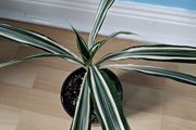 Houseplant