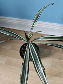 Houseplant