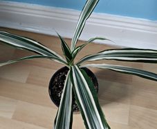 Houseplant