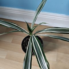 Houseplant