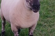 Suftex hoggott ram