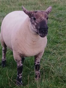 Suftex hoggott ram