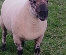Suftex hoggott ram