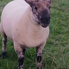 Suftex hoggott ram