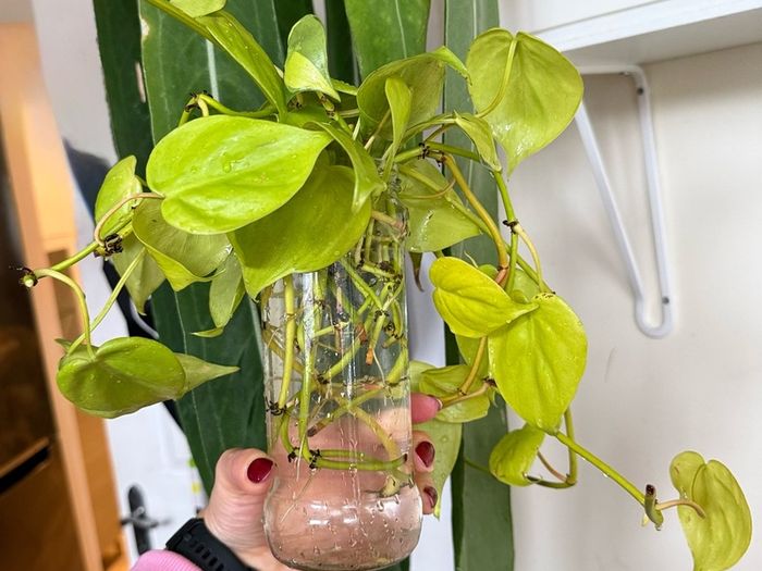 houseplant Philodendron Lemon Lime cuttings