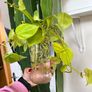 houseplant Philodendron Lemon Lime cuttings Image 6