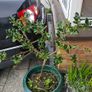 Holly tree Image 2