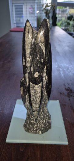 Fossil Orthoceras