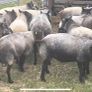 Blue Texel Rams Image 7