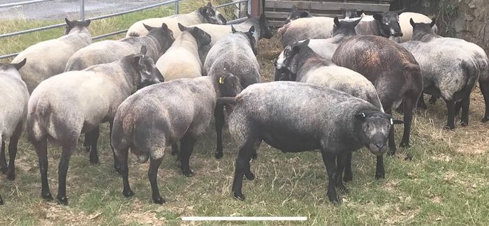 Blue Texel Rams
