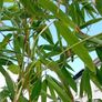 Bamboo Image 3