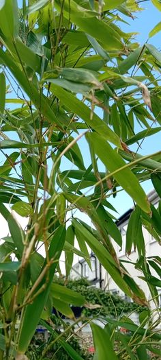 Bamboo