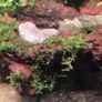 plants Image 7