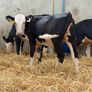 Hereford and Simmental Heifers Image 5