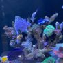 1000L Marine fish tank Image 8