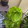 Aeonium succulent Image 4