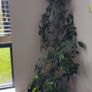houseplant Image 4