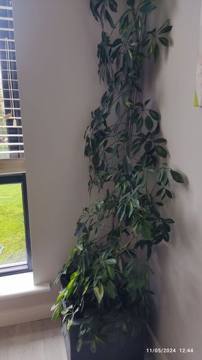 houseplant