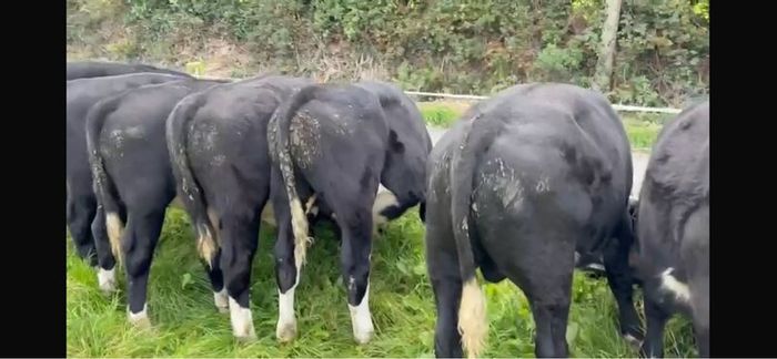 Bull wrangling for sale
