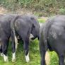 Bull wrangling for sale Image 2