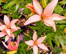 Baby Giant Lillies