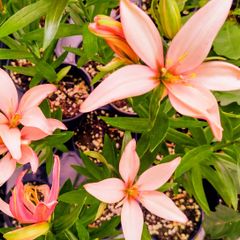 Baby Giant Lillies