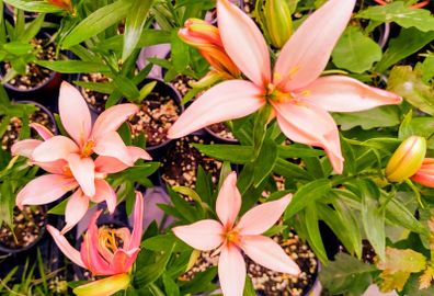 Baby Giant Lillies
