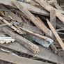 Free If Interested Timber To Collect Image 3