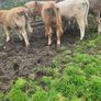 9 Continental Weanling Heifers Image 2