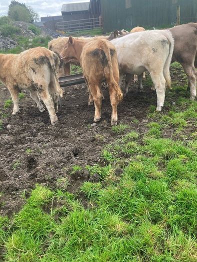 9 Continental Weanling Heifers
