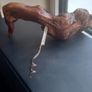 Antique French Burlwood Corkscrew Image 2