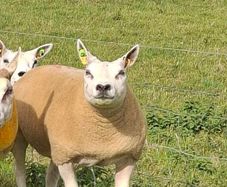 Pedigree Beltex Hogget ewes