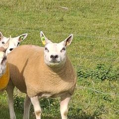 Pedigree Beltex Hogget ewes