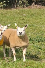 Pedigree Beltex Hogget ewes